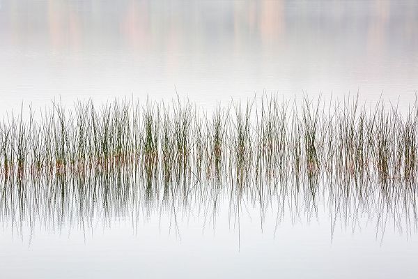 Collins, Ann 아티스트의 USA-New York-Adirondacks Long Lake-reeds-fog-and fall foliage at Eaton Lake작품입니다.